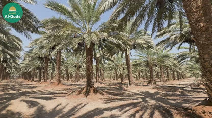 Al-Quds Premium Palestinian Medjool Dates – 900g